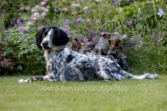 Spaniel - Working Cocker