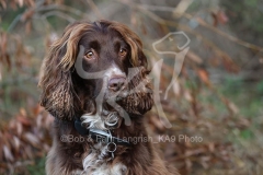 Spaniel - Working Cocker