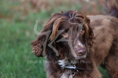 Spaniel - Working Cocker