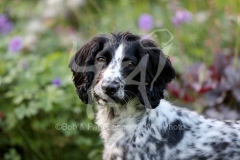 Spaniel - Working Cocker