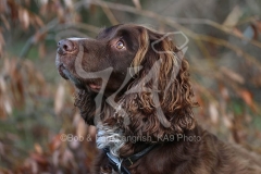 Spaniel - Working Cocker