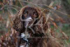 Spaniel - Working Cocker