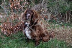 Spaniel - Working Cocker