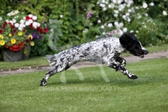Spaniel - Working Cocker