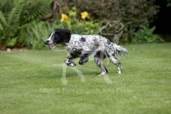 Spaniel - Working Cocker