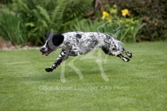 Spaniel - Working Cocker
