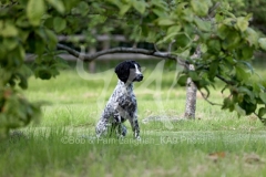 Spaniel - Working Cocker
