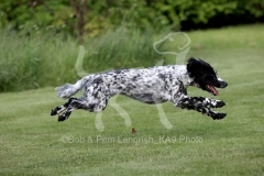 Spaniel - Working Cocker