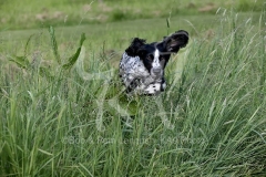 Spaniel - Working Cocker