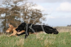 Spaniel - Working Cocker
