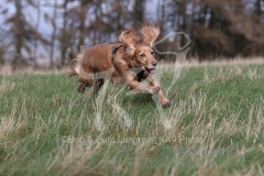 Spaniel - Working Cocker