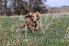 Spaniel - Working Cocker