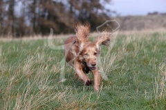 Spaniel - Working Cocker