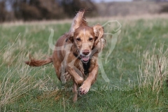 Spaniel - Working Cocker