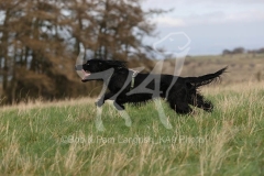Spaniel - Working Cocker