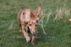 Spaniel - Working Cocker