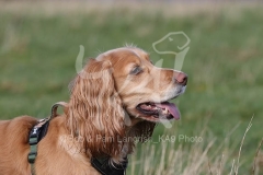 Spaniel - Working Cocker