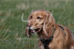 Spaniel - Working Cocker