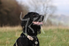 Spaniel - Working Cocker