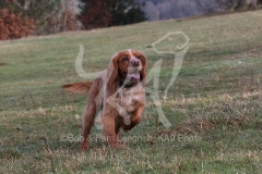 Spaniel - Working Cocker