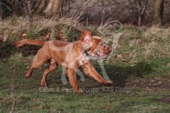 Spaniel - Working Cocker