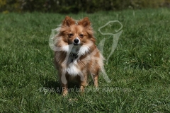 Spitz - German Miniature