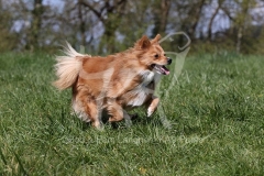 Spitz - German Miniature