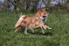 Spitz - German Miniature