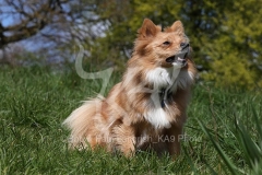 Spitz - German Miniature