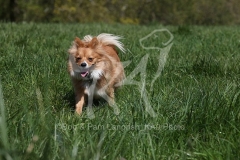 Spitz - German Miniature