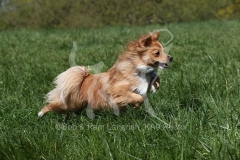 Spitz - German Miniature