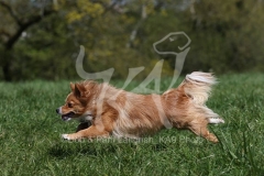 Spitz - German Miniature