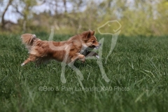 Spitz - German Miniature