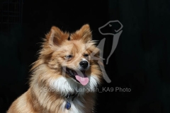 Spitz - German Miniature