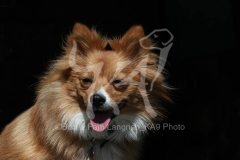 Spitz - German Miniature