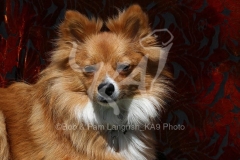 Spitz - German Miniature