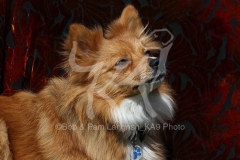 Spitz - German Miniature