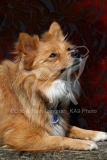 Spitz - German Miniature