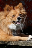 Spitz - German Miniature