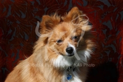 Spitz - German Miniature