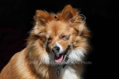 Spitz - German Miniature
