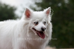 Spitz - German