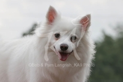 Spitz - German