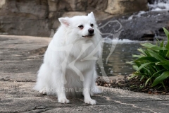 Spitz - German