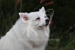 Spitz - German