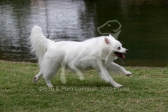 Spitz - German