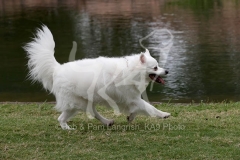 Spitz - German