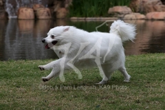Spitz - German