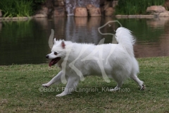 Spitz - German