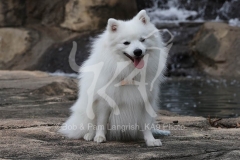 Spitz - Japanese